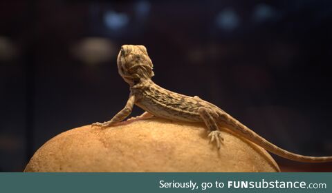 Bearded dragon my brother got for Christmas Mitterrand