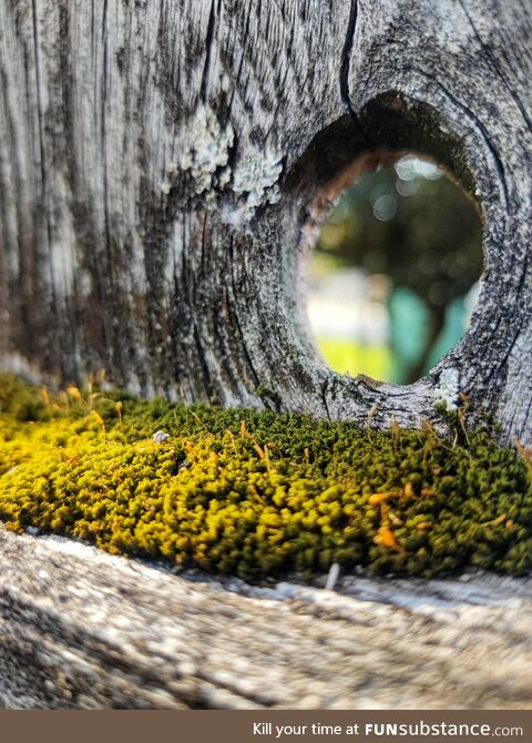 Little moss forest on my fence