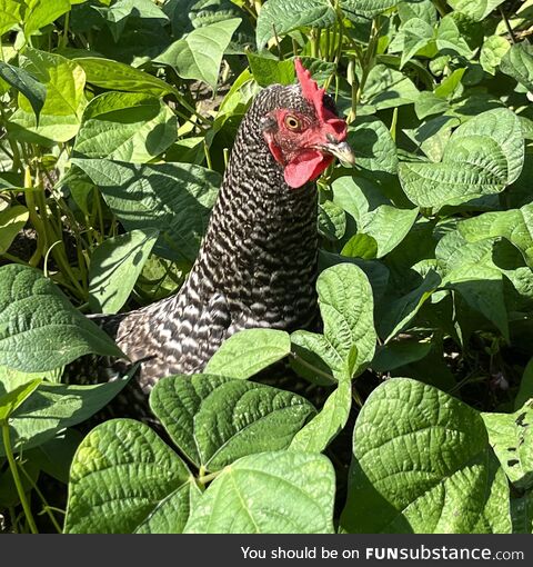 [OC] Chicken in my green bean patch