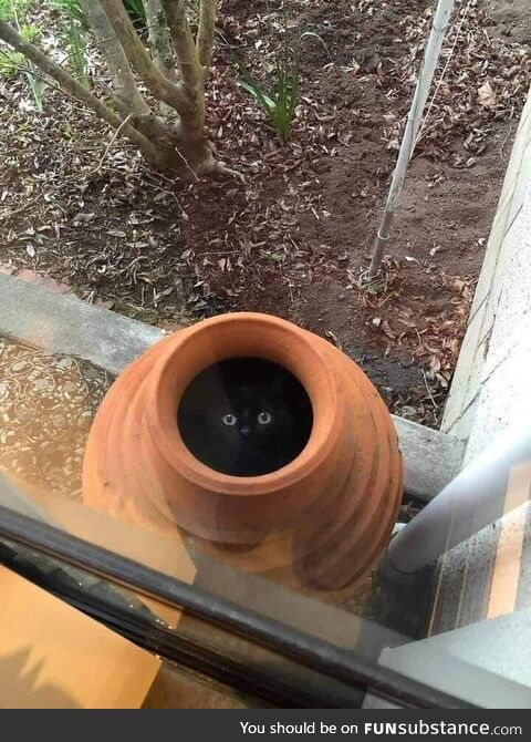 Spoopy pot has eyes