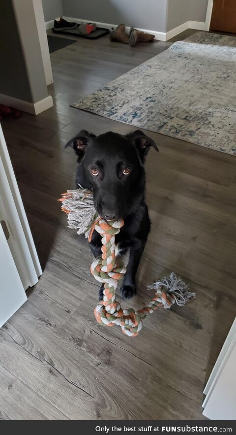 Excuse me, do you have time to play tug?