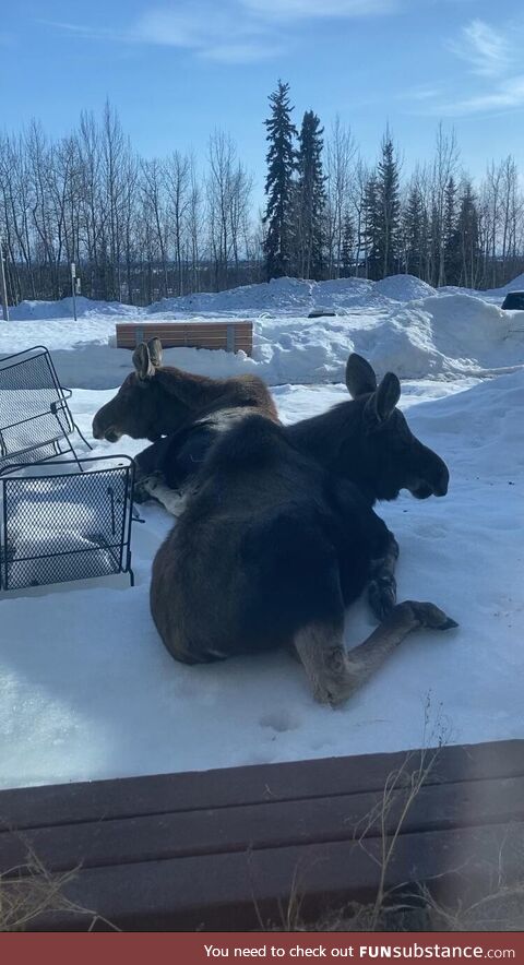 Two Sibling moose, just vibing