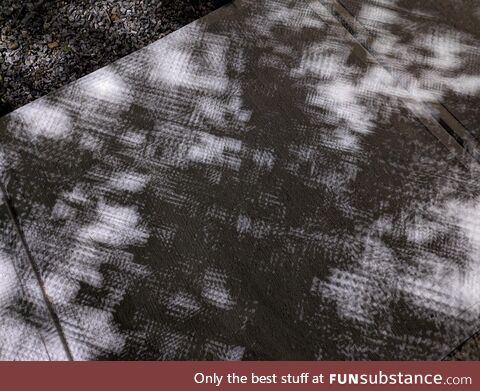 A tree's shadow from an LED array looks like a video game with graphics quality set to
