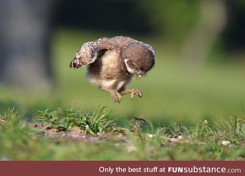 Baby owl trying to fly