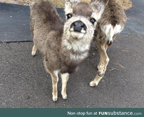 Baby deer photo I’ve been sitting on (2017)