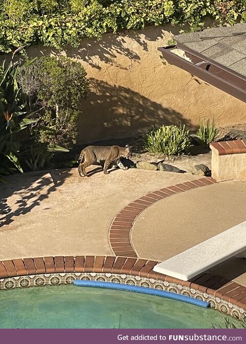 [OC] This kitty has been lurking in the backyard for a couple hours now. San Diego, CA
