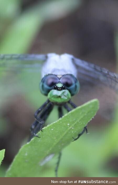 A close up of a dragonfly I took, I love the details (Taken with Canon EOS 2000D, Rebel