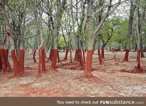 Trees after toxic waste spill in Western Hungary