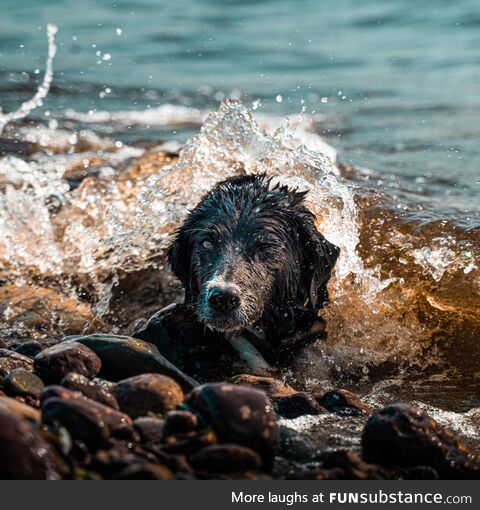 My dog at the beach