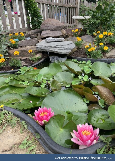 Summer blooms in my little backyard pond