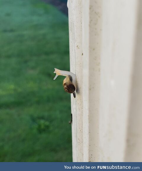 Happy snail at my work [OC]