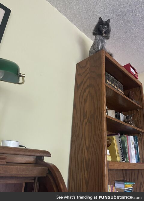 Creeped out by a recently shaved cat looming over me