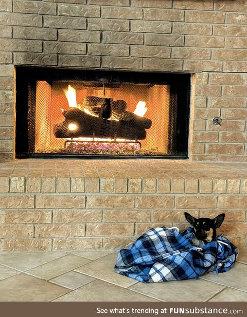 One week after my wife found a puppy left on the street, he's snuggled up by our fireplace