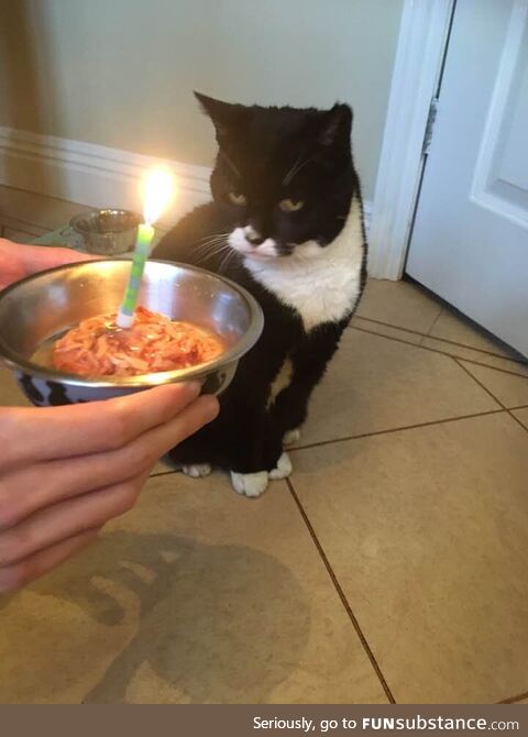 "My disappointment is immeasurable and my day is ruined." - Happy 19th Birthday to my cat!