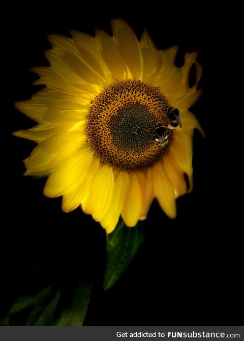 Bumble bees sunbathing