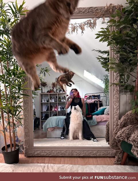 Photobomb cat from @Maghla on Twitter