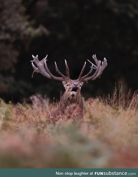 If Sylvester Stallone was a red deer [OC]