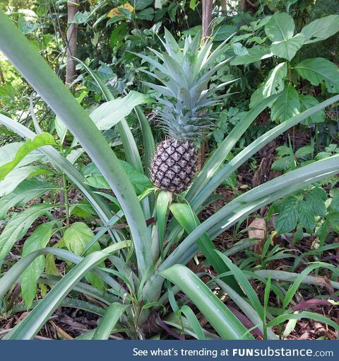 Seen a couple of pineapple posts, so sharing our forgotten one too that thrived on its own