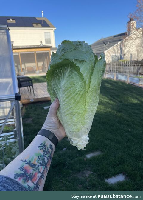 [OC] Nothing like homegrown romaine in the spring!