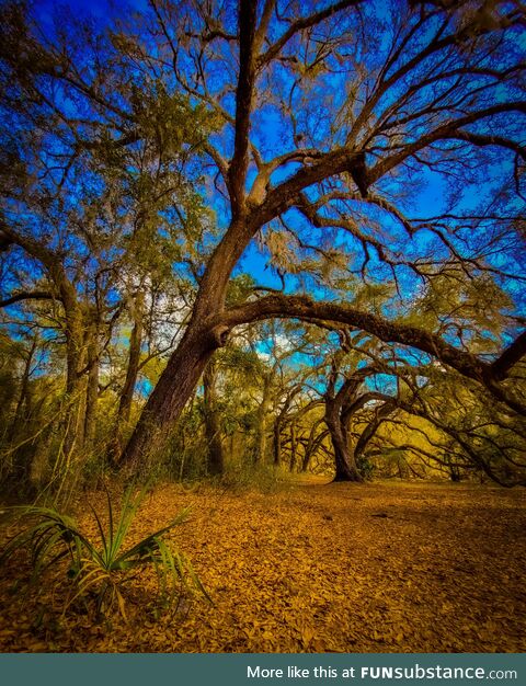 [OC] This is from the "haunted" forest I walk in.. It's a really special place to me.