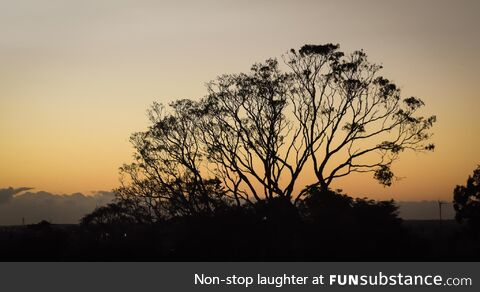 A Gum Tree at Sunrise