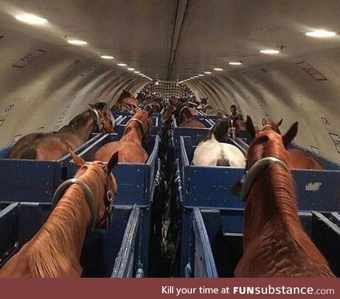 Horses on a plane