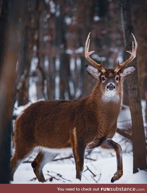 This photograph took me 3 days of sitting and waiting in sub-freezing weather, but it was