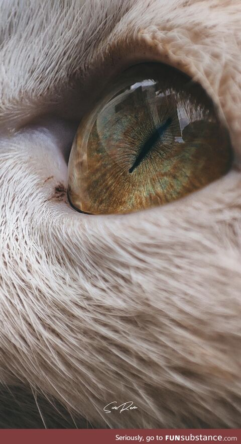 ITAP of a cat's eye