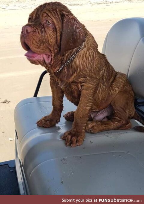 I think it’s safe to say someone enjoyed his first time at the beach…