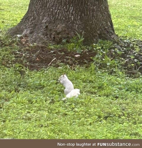 White Squirrel Spotted in My Backyard