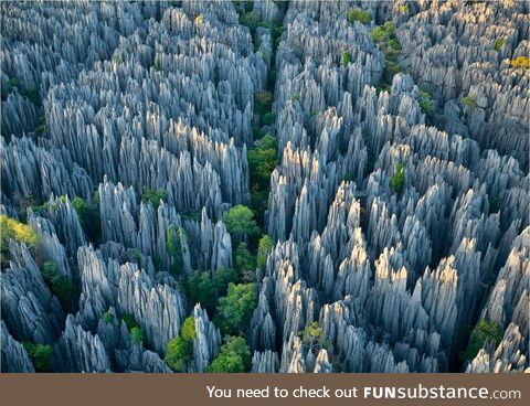Trippy limestone labyrinth forest at Tsingy de Bemaraha National Park, Madagascar