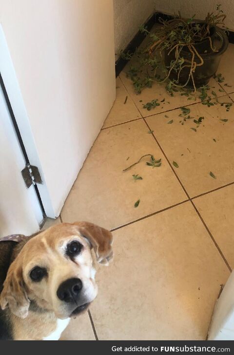 My dog after he destroyed some of my mom's flowers