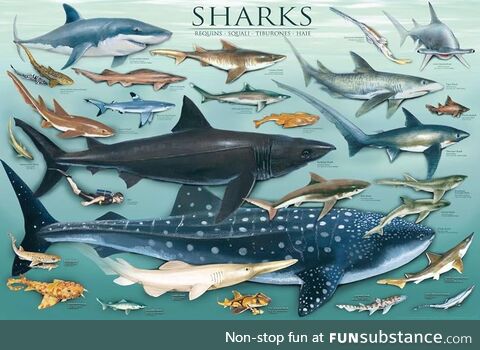 Shark Attack '24 #11/Final - Lotsa Sharks