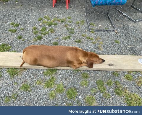 Dog takes up planking