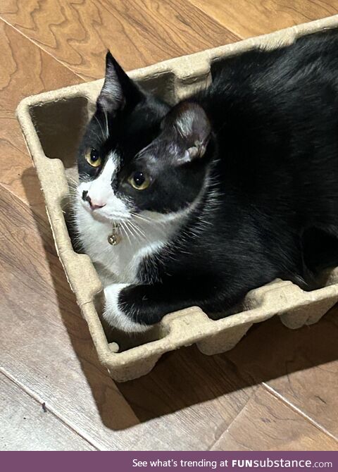 Kitten in a cardboard trough, living the best life