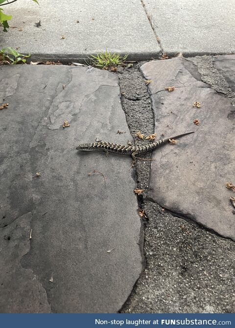 Lizard on my doorstep this morning