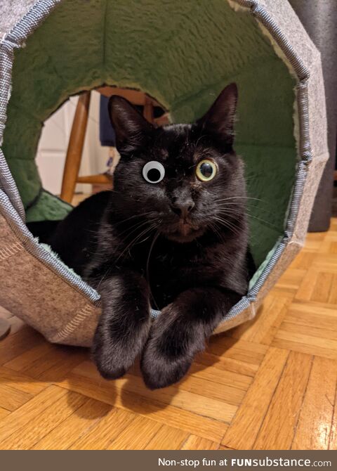 Someone photoshopped a googley eye on my one-eyed boy, Finn. I can't stop laughing