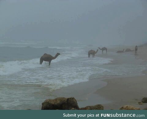 Ever Seen Camels on the Beach?