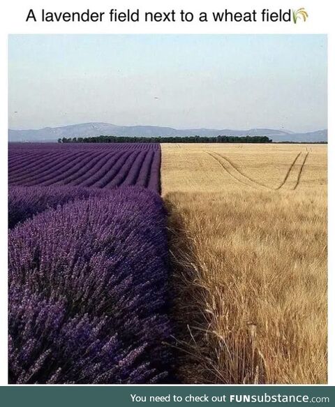 Very beautiful and dreamlike fields