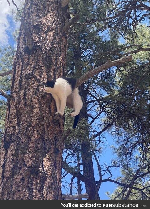 Cat looking for a nice view of the Grand Canyon is rescued from pine tree