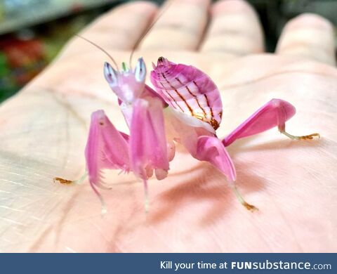 This is a thing: The orchid mantis