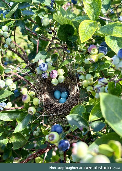 Bird Nest I Found in a Blueberry Bush