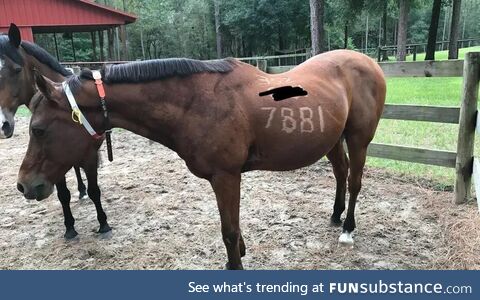 Florida horse trainers prepare for hurricane by shaving their phone number in horses coat