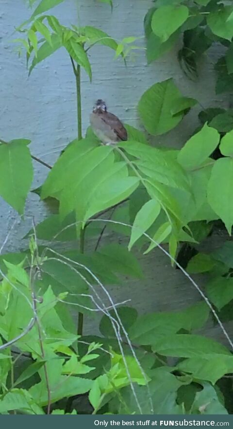 [OC] Cardinal fledgling that left the nest for the first time a few minutes ago!!!
