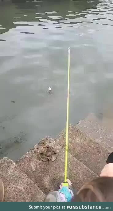 What the fish is that?