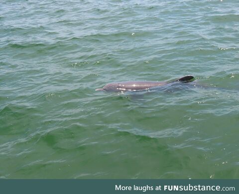 A Dolphin in Tampa Bay