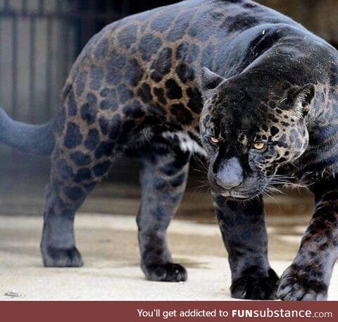 Beautiful black jaguar