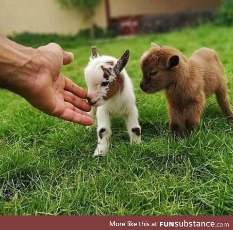 Nigerian Mini Goats are too cute