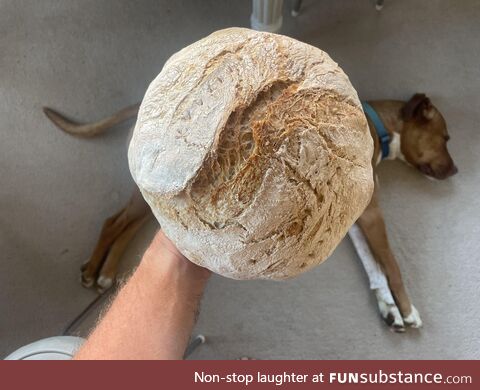 My 3rd ever sourdough (and dog)