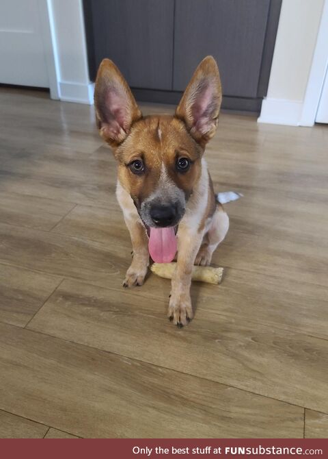 Meet Loki, our 13 week old pup! Curious if anyone can ID his breed(s)